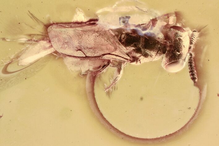 Detailed Fossil Wasp (Chalcidoidea) In Baltic Amber #343267